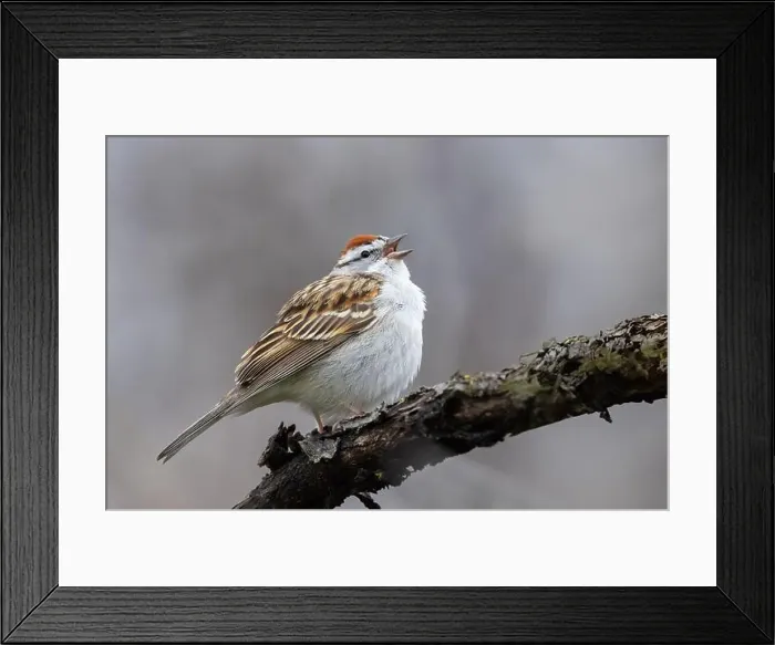 Framed Print : chipping sparrow (Spizella passerina) singing in spring Framed Print : chipping sparrow (Spizella passerina) singing in spring