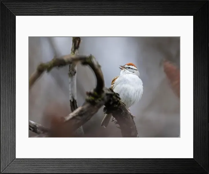 Framed Print : chipping sparrow (Spizella passerina) singing in spring Framed Print : chipping sparrow (Spizella passerina) singing in spring