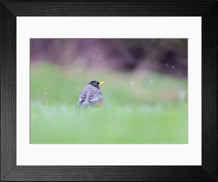 Framed Print : American robin (Turdus migratorius) in snowy spring day Framed Print : American robin (Turdus migratorius) in snowy spring day