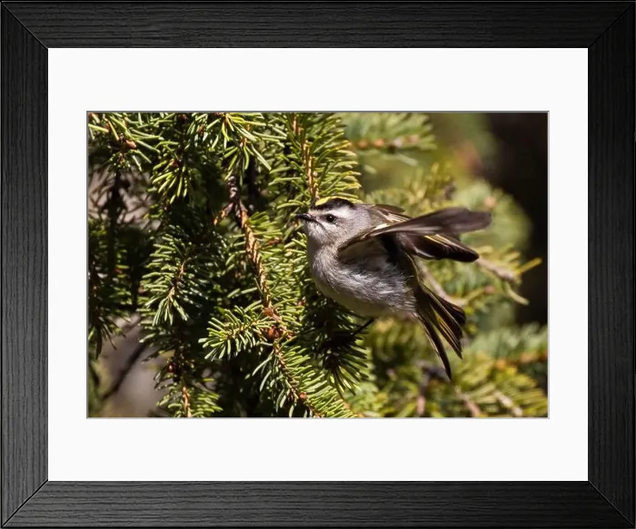 Framed Print : golden-crowned kinglet (Regulus satrapa) Framed Print : golden-crowned kinglet (Regulus satrapa)