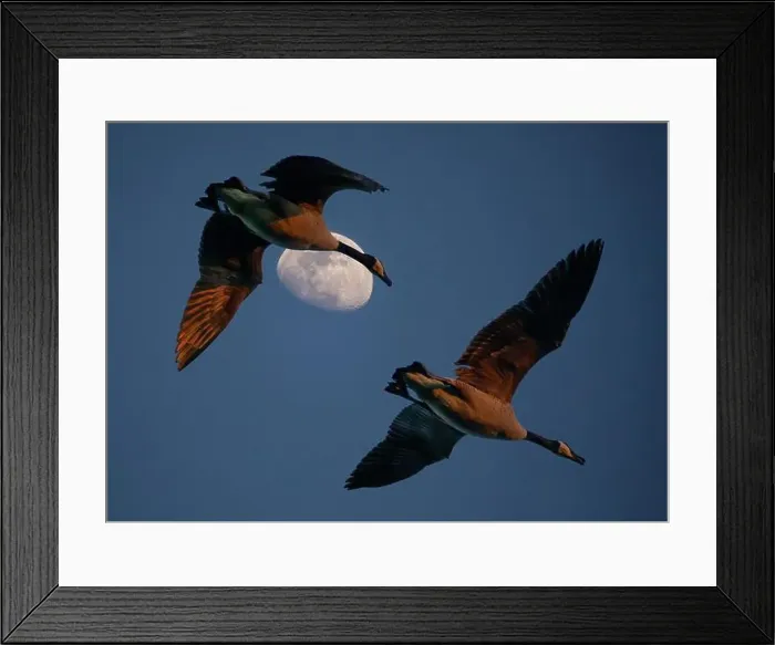 Framed Print : Two Canada geese fly past a waxing crescent moon in the golden hour of sunset Framed Print : Two Canada geese fly past a waxing crescent moon in the golden hour of sunset