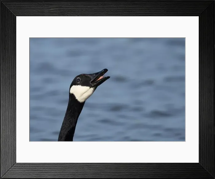 Framed Print : Canada goose (Branta canadensis) adult bird calling on a lake, England, United Kingdom Framed Print : Canada goose (Branta canadensis) adult bird calling on a lake, England, United Kingdom