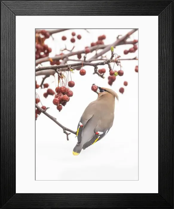 Framed Print : Bohemian waxwing (Bombycilla garrulus) Framed Print : Bohemian waxwing (Bombycilla garrulus)