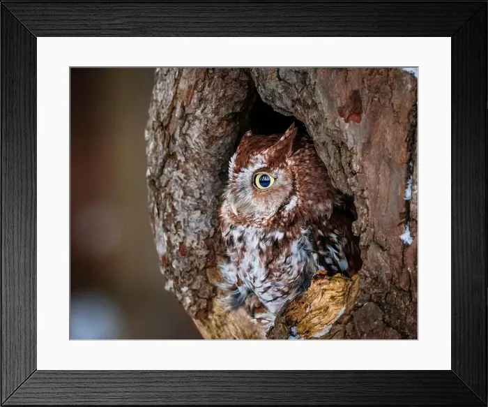 Framed Print : Western Screech Owl looking out of a tree hole Framed Print : Western Screech Owl looking out of a tree hole