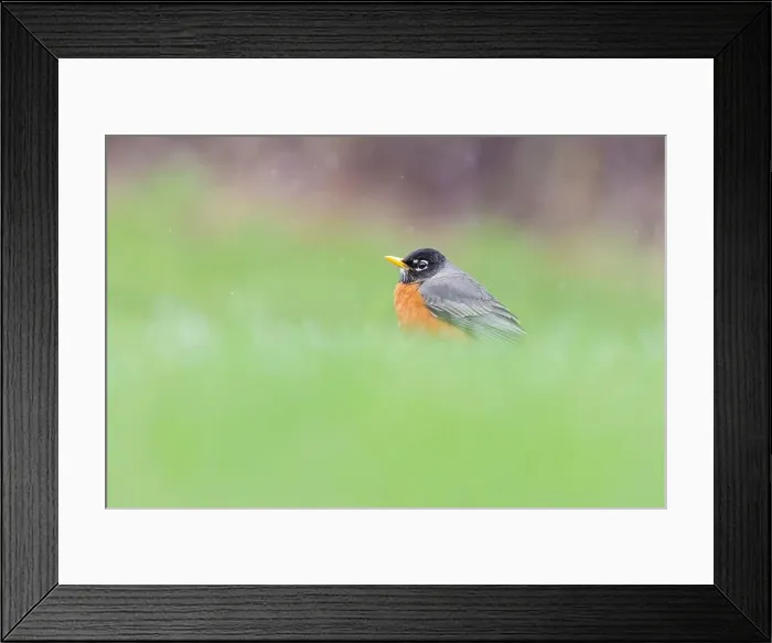 Framed Print : American robin (Turdus migratorius) in snowy spring day Framed Print : American robin (Turdus migratorius) in snowy spring day