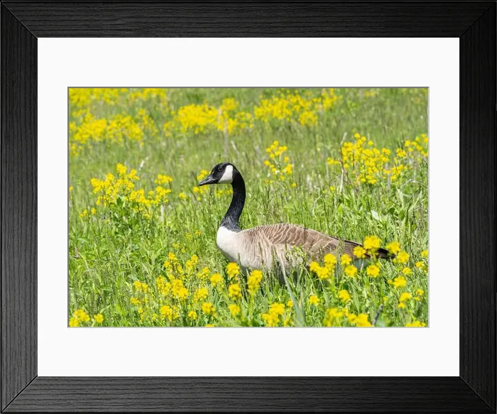 Framed Print : Close-up portrait of a Canada Goose walking in a field of yellow wildflowers in spring Framed Print : Close-up portrait of a Canada Goose walking in a field of yellow wildflowers in spring
