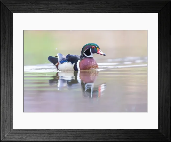 Framed Print : Wood ducks in snowy spring day Framed Print : Wood ducks in snowy spring day
