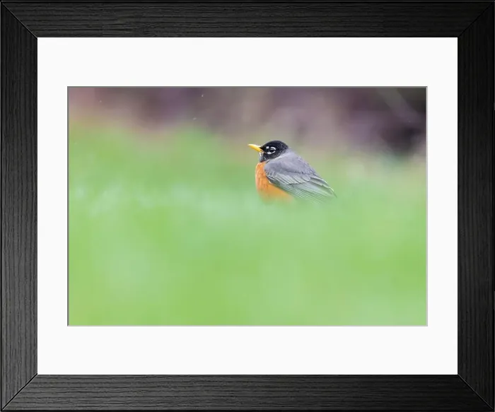 Framed Print : American robin (Turdus migratorius) in snowy spring day Framed Print : American robin (Turdus migratorius) in snowy spring day