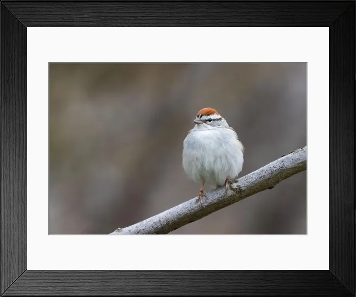 Framed Print : chipping sparrow (Spizella passerina) singing in spring Framed Print : chipping sparrow (Spizella passerina) singing in spring