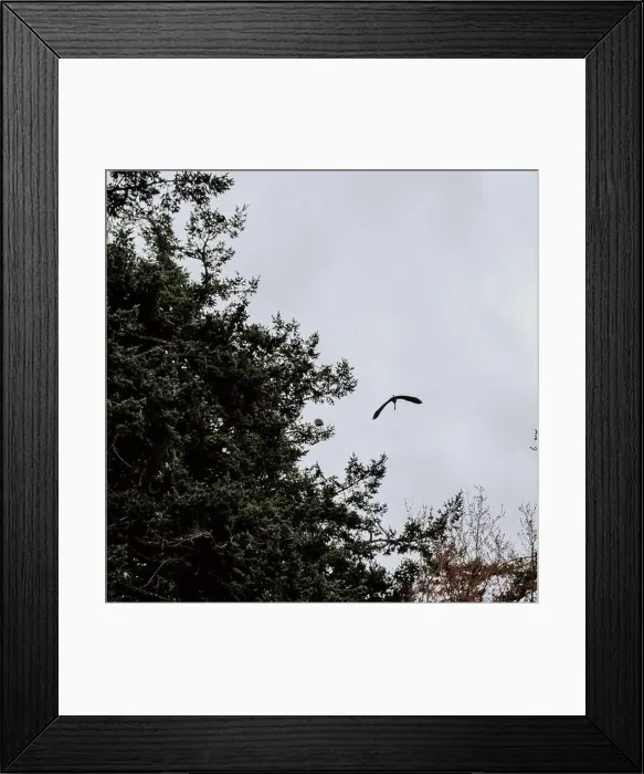 Framed Print : A Great Blue Heron flying over tall trees in Beacon Hill Park Framed Print : A Great Blue Heron flying over tall trees in Beacon Hill Park