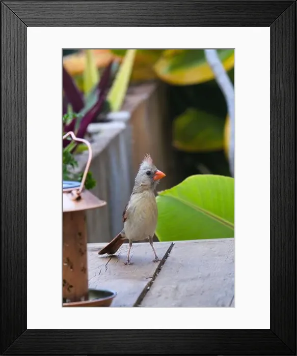 Framed Print : Female northern cardinal feeding at a bird feeder Framed Print : Female northern cardinal feeding at a bird feeder