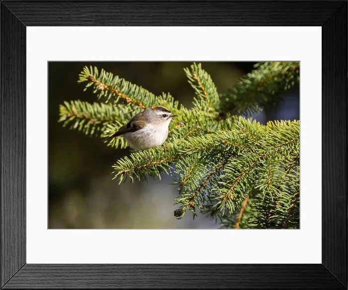 Framed Print : golden-crowned kinglet (Regulus satrapa) Framed Print : golden-crowned kinglet (Regulus satrapa)