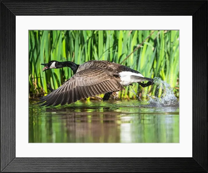 Framed Print : Canada Goose, Branta canadensis, bird running on water Framed Print : Canada Goose, Branta canadensis, bird running on water
