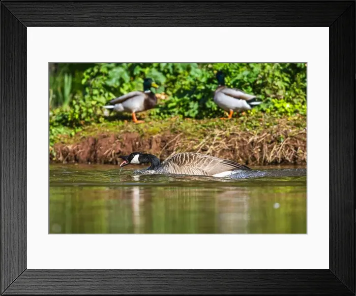 Framed Print : Canada Goose, Branta canadensis, bird on water Framed Print : Canada Goose, Branta canadensis, bird on water