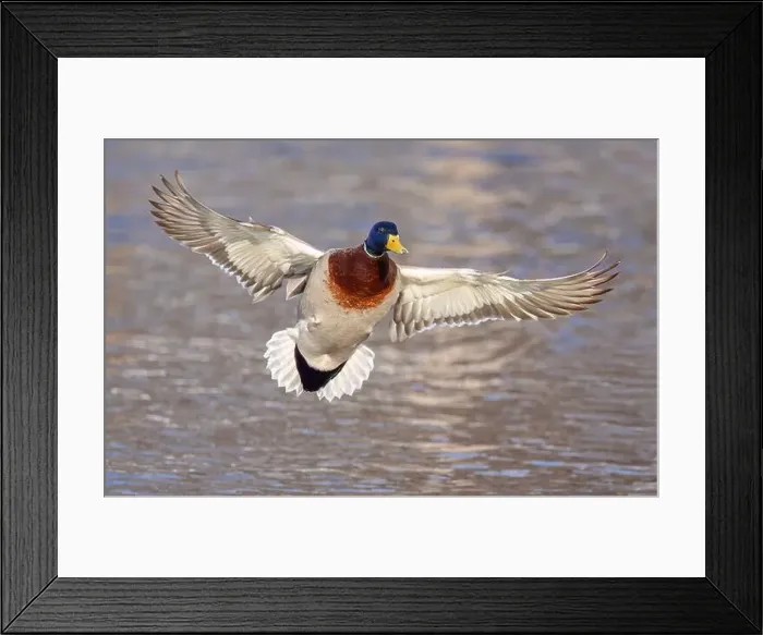 Framed Print : Male mallard duck drake in flight over the Ottawa river in Canada Framed Print : Male mallard duck drake in flight over the Ottawa river in Canada