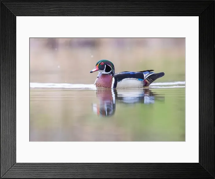 Framed Print : Wood ducks in snowy spring day Framed Print : Wood ducks in snowy spring day
