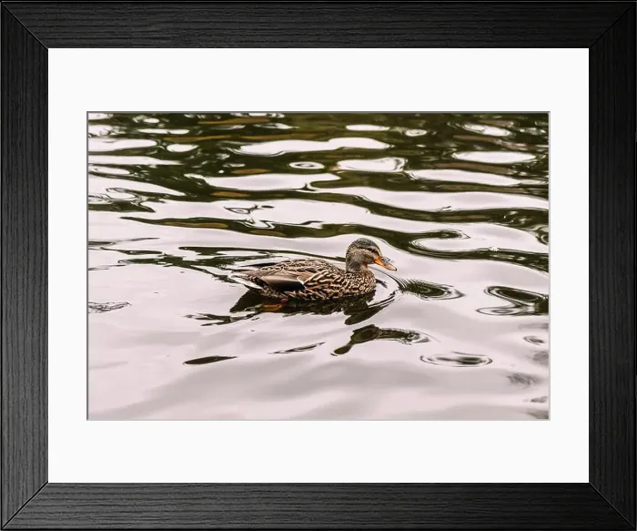 Framed Print : A female mallard duck swimming in the Goodacre Lake in Beacon Hill Park Framed Print : A female mallard duck swimming in the Goodacre Lake in Beacon Hill Park