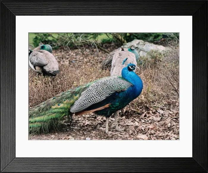Framed Print : A peacock in Beacon Hill Park in Victoria, BC showing its brightly colored plumage Framed Print : A peacock in Beacon Hill Park in Victoria, BC showing its brightly colored plumage