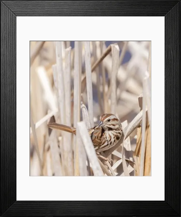 Framed Print : Song Sparrow hiding in reeds in the marsh in springtime in Ontario Framed Print : Song Sparrow hiding in reeds in the marsh in springtime in Ontario