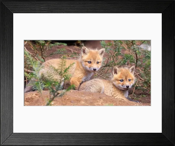 Framed Print : Portrait of young red foxes near their den surrounded by green fir branches, Canada
