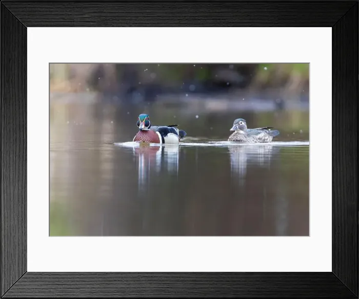 Framed Print : Wood ducks in snowy spring day Framed Print : Wood ducks in snowy spring day