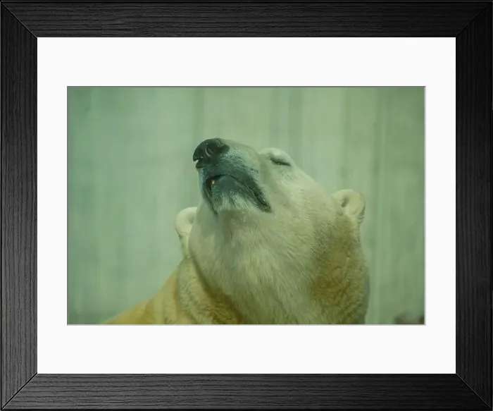 Framed Print : The Polar Bear is the largest land carnivore of the world Framed Print : The Polar Bear is the largest land carnivore of the world