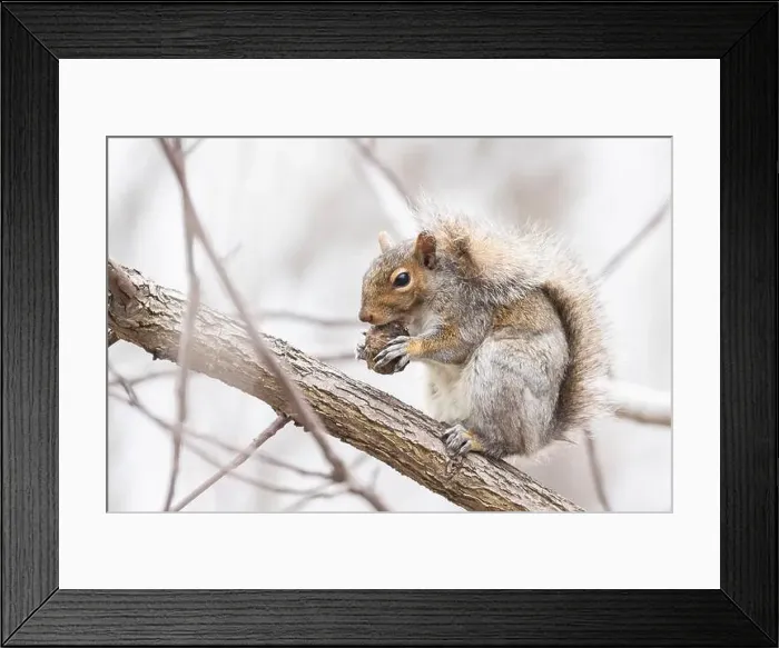 Framed Print : Eastern gray squirrel (Sciurus carolinensis) eating Juglans nigra, the eastern American black walnut in Canada Framed Print : Eastern gray squirrel (Sciurus carolinensis) eating Juglans nigra, the eastern American black walnut in Canada