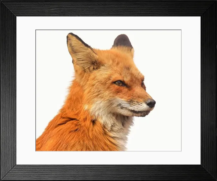 Framed Print : Red fox profile portrait isolated on white background Framed Print : Red fox profile portrait isolated on white background