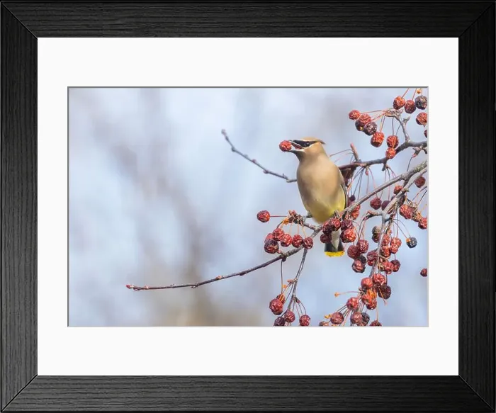 Framed Print : cedar waxwing (Bombycilla cedrorum) in spring Framed Print : cedar waxwing (Bombycilla cedrorum) in spring