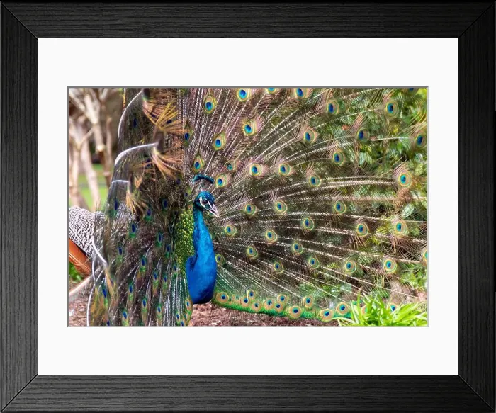Framed Print : A male peacock and its bright plumage during the spring in Victoria, British Columbia, Canada Framed Print : A male peacock and its bright plumage during the spring in Victoria, British Columbia, Canada