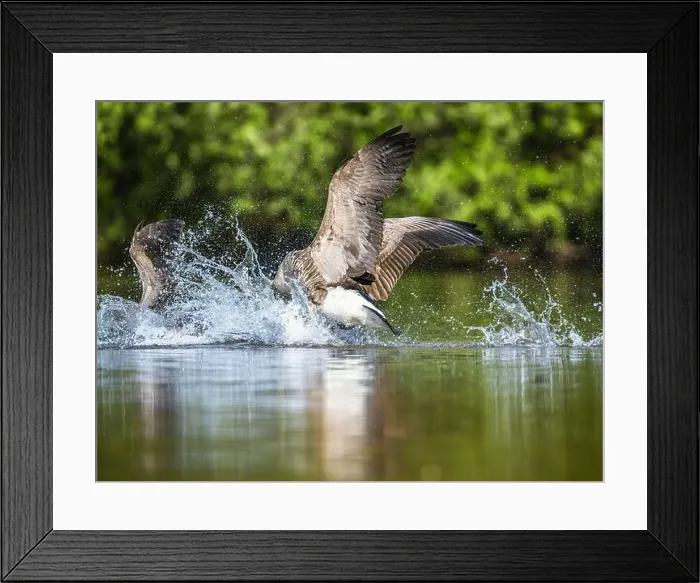 Framed Print : Canada Goose, Branta canadensis, geese in a water fight Framed Print : Canada Goose, Branta canadensis, geese in a water fight