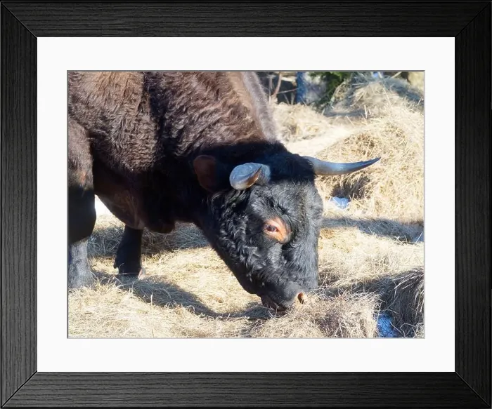 Framed Print : Head shot of a cattle eating hay outside, Quebec, Canada Framed Print : Head shot of a cattle eating hay outside, Quebec, Canada