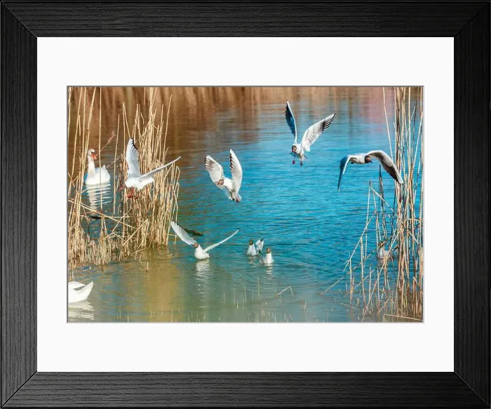 Framed Print : Playful seagulls against the backdrop of a pond with reeds. Birds with spread wings Framed Print : Playful seagulls against the backdrop of a pond with reeds. Birds with spread wings