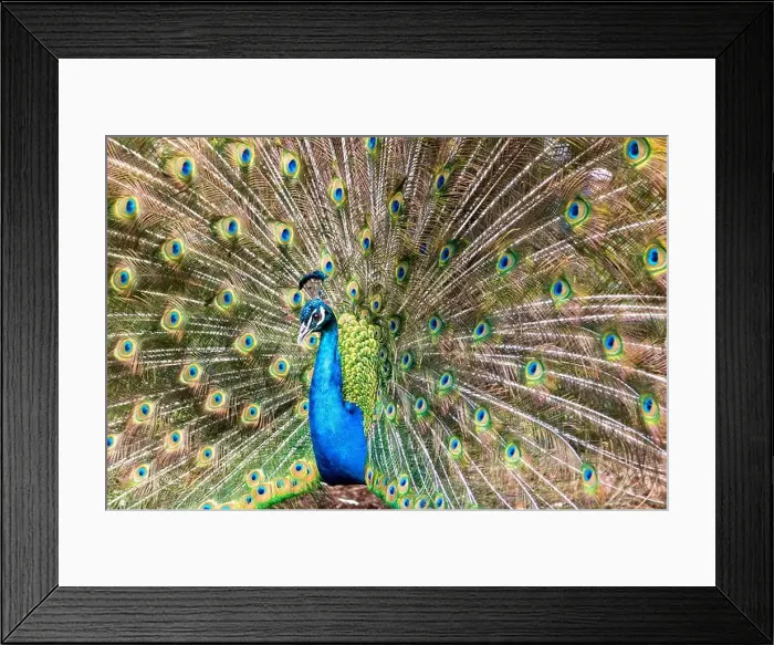 Framed Print : A male peacock and its bright plumage during the spring in Victoria, British Columbia, Canada Framed Print : A male peacock and its bright plumage during the spring in Victoria, British Columbia, Canada