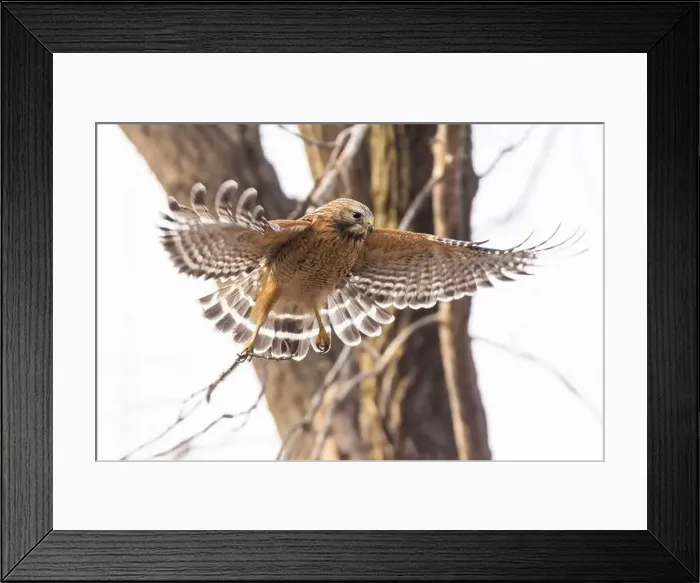 Framed Print : Red-shouldered hawk (Buteo lineatus) nesting Framed Print : Red-shouldered hawk (Buteo lineatus) nesting