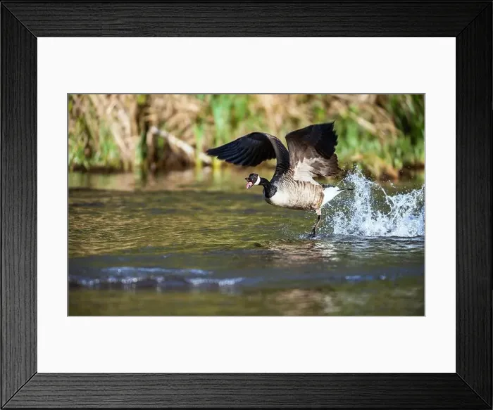 Framed Print : Canada Goose, Branta canadensis, bird running on water Framed Print : Canada Goose, Branta canadensis, bird running on water