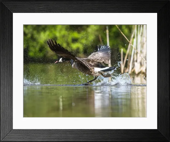 Framed Print : Canada Goose, Branta canadensis, bird running on water Framed Print : Canada Goose, Branta canadensis, bird running on water