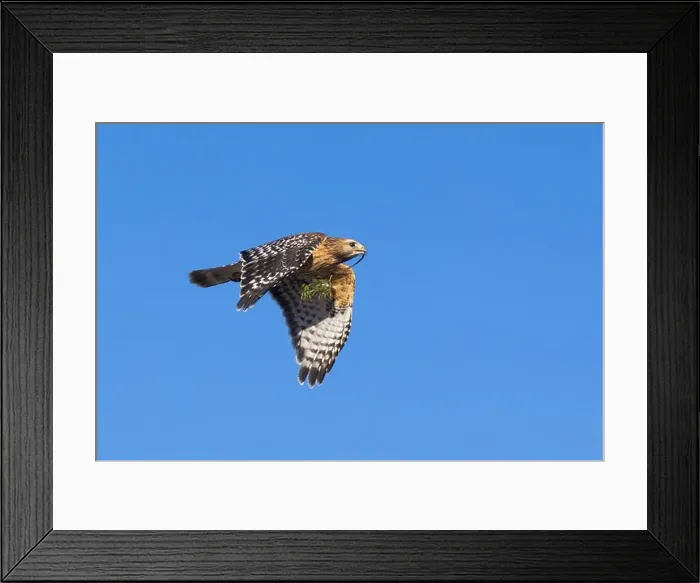 Framed Print : Red-shouldered hawk (Buteo lineatus) nesting Framed Print : Red-shouldered hawk (Buteo lineatus) nesting