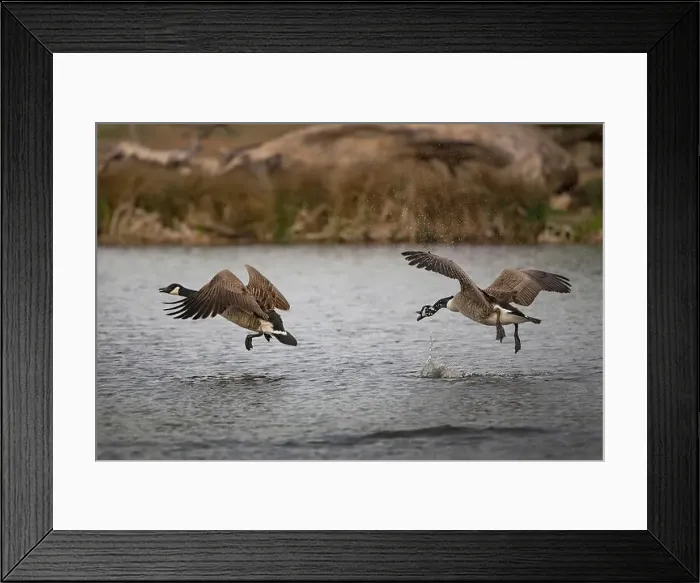Framed Print : Cananad geese fighting to be top male Framed Print : Cananad geese fighting to be top male
