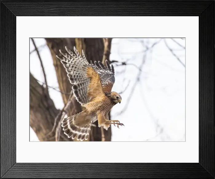 Framed Print : Red-shouldered hawk (Buteo lineatus) nesting Framed Print : Red-shouldered hawk (Buteo lineatus) nesting