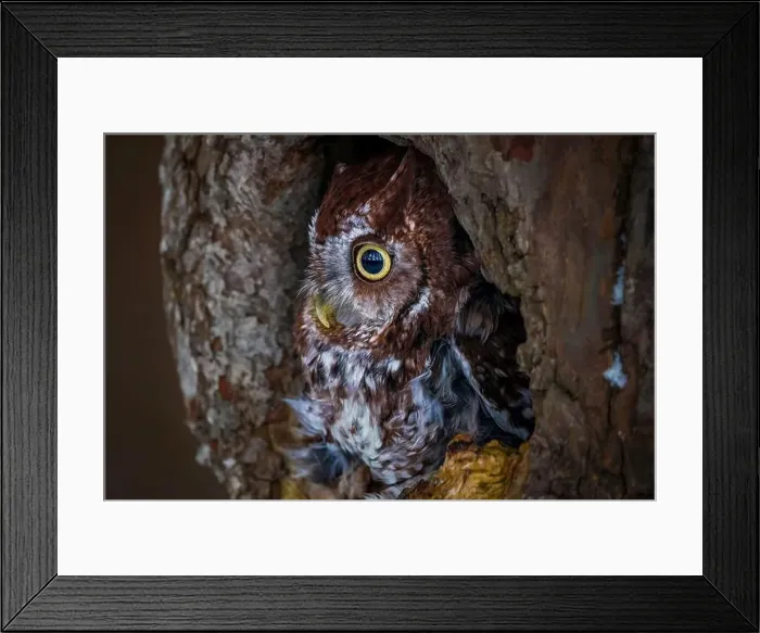 Framed Print : Western Screech Owl looking out of a tree hole Framed Print : Western Screech Owl looking out of a tree hole