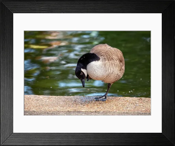 Framed Print : Large Canada Goose with a black head and white neck patch, grazes on a field in Dublin or migrates overhead Framed Print : Large Canada Goose with a black head and white neck patch, grazes on a field in Dublin or migrates overhead