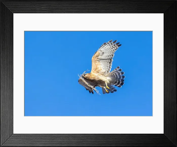 Framed Print : Red-shouldered hawk (Buteo lineatus) nesting Framed Print : Red-shouldered hawk (Buteo lineatus) nesting