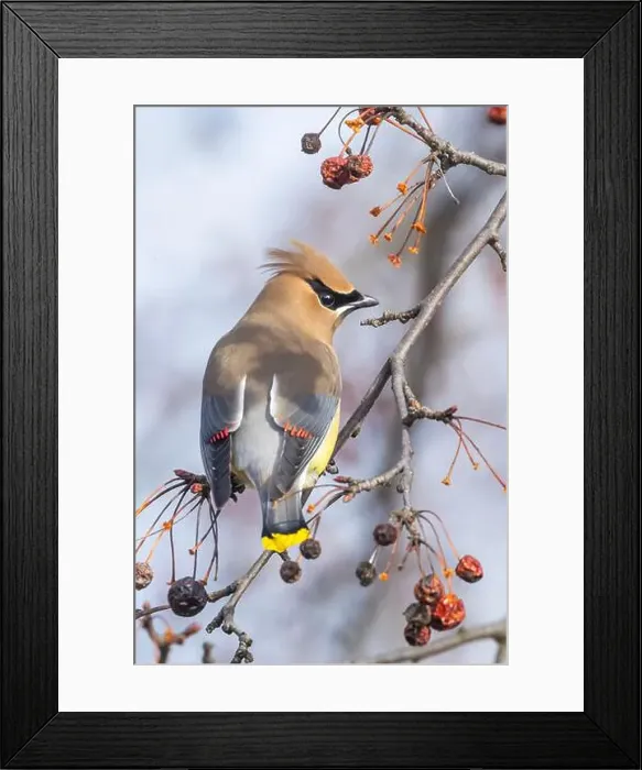 Framed Print : cedar waxwing (Bombycilla cedrorum) in spring Framed Print : cedar waxwing (Bombycilla cedrorum) in spring