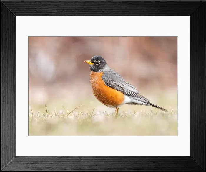Framed Print : American robin (Turdus migratorius) in spring Framed Print : American robin (Turdus migratorius) in spring