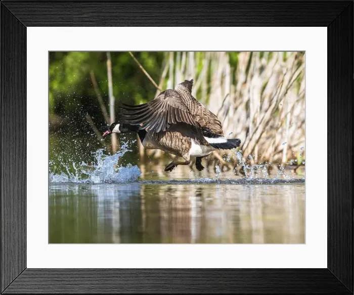 Framed Print : Canada Goose, Branta canadensis, bird running on water Framed Print : Canada Goose, Branta canadensis, bird running on water