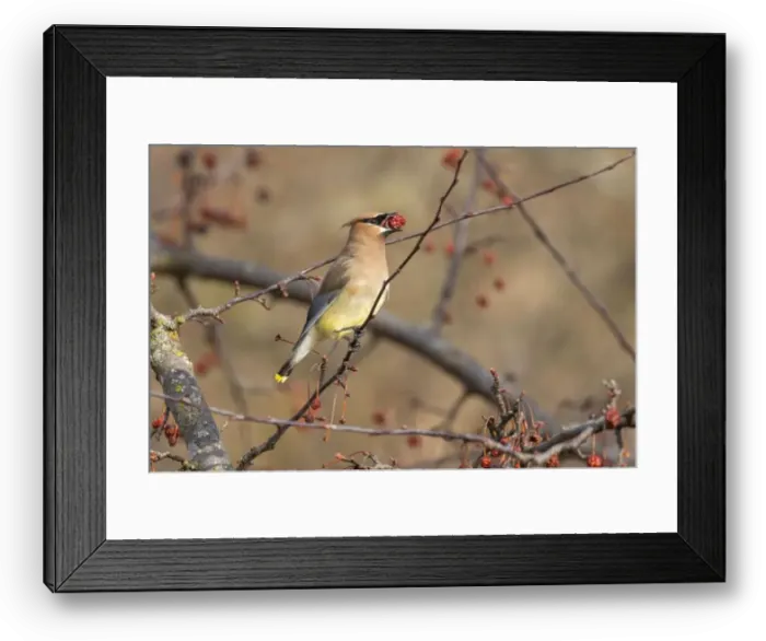 Framed Print : cedar waxwing (Bombycilla cedrorum) in spring Framed Print : cedar waxwing (Bombycilla cedrorum) in spring