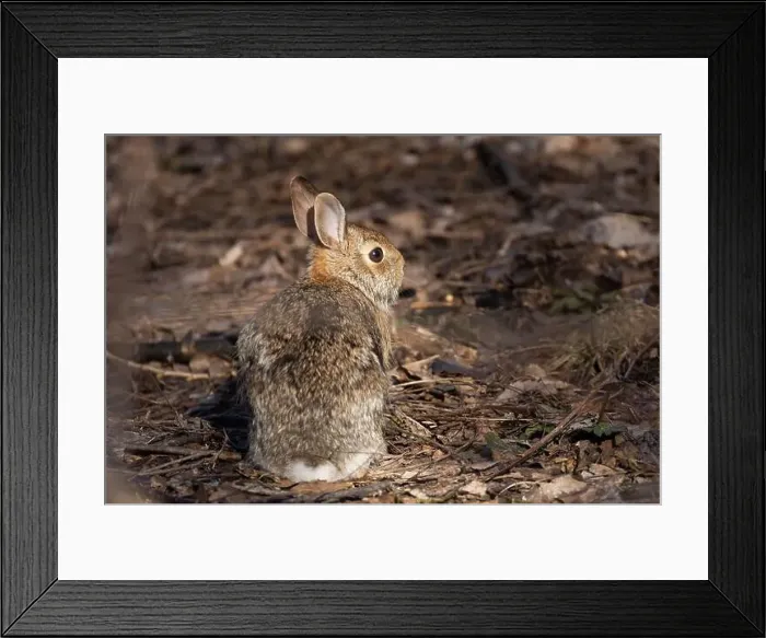 Framed Print : eastern cottontail (Sylvilagus floridanus) in spring Framed Print : eastern cottontail (Sylvilagus floridanus) in spring