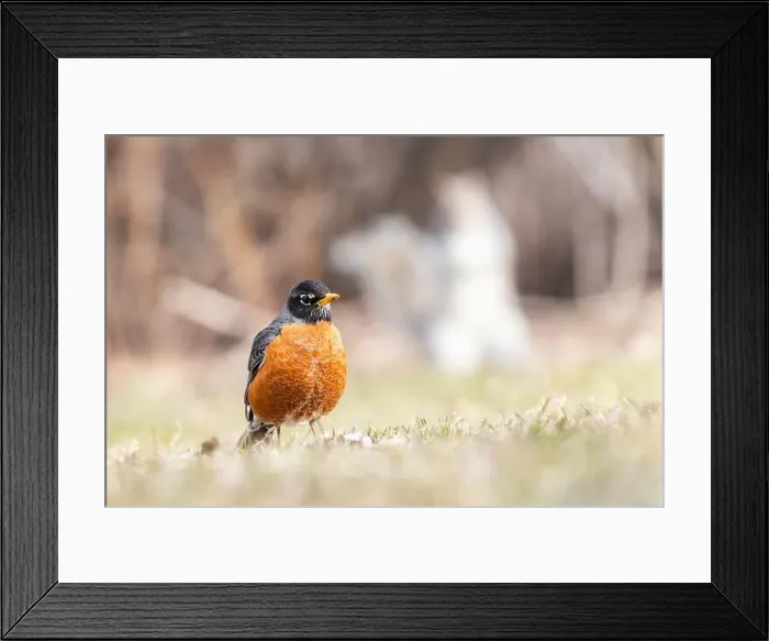 Framed Print : American robin (Turdus migratorius) in spring Framed Print : American robin (Turdus migratorius) in spring