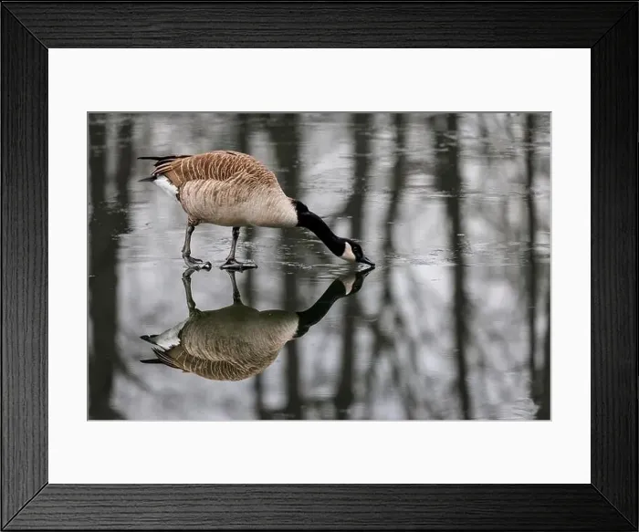 Framed Print : Canada goose (Branta canadensis) on a frozen lake, Germany Framed Print : Canada goose (Branta canadensis) on a frozen lake, Germany